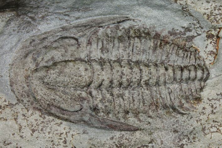 Lower Cambrian Trilobite (Longianda) - Issafen, Morocco #170927
